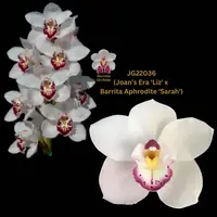 Cymbidium Seedling JG22036 (Joan's Era 'Liz' x Barrita Aphrodite 'Sarah')