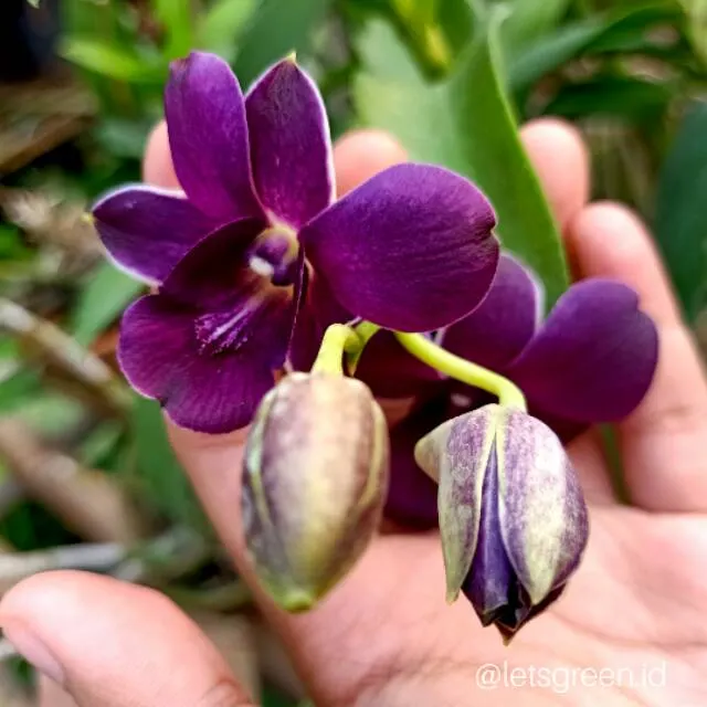 Dendrobium Airy Way Blue