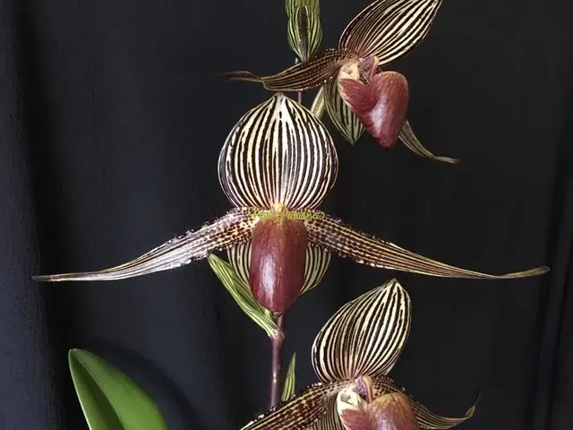 Paphiopedilum Lady Rothschild X Paph. Rothschildianum Red King X Paph. Lady Isabel