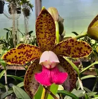 Cattleya leopoldii carnea — BS / Nonblooming