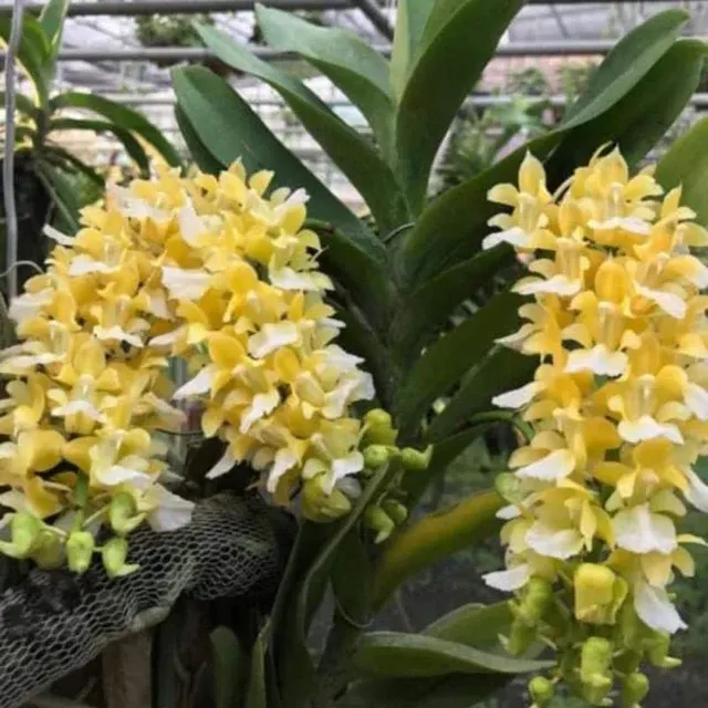 Aerides houlletiana Alba x (Aerides)