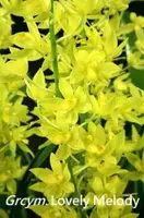 Grcym. Lovely Melody 'HK' (Cym. ensifolium x Gram. scriptum) (GYLM) (- Others ) Grcym.=Grammatocymbidium / Cym.=Cymbidium / Gram.=Grammatophyllum