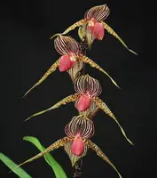 Paphiopedilum Lady Rothschild (Lady Isabel ‘Jumbo Lady’ x rothschildianum ‘New Horizon’ FCC/AOS)