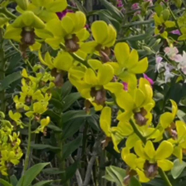 Dendrobium Thongchai Gold (Dendrobium)