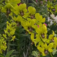 Dendrobium Orchid Thongchai Gold #395 Mature Bushy Plant - Ready To Flower