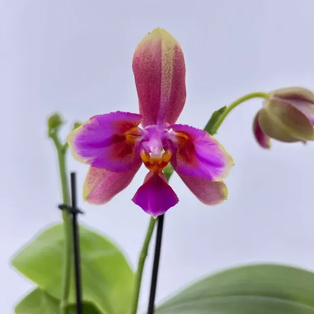 Phalaenopsis LIODORO 'drei-lippig'