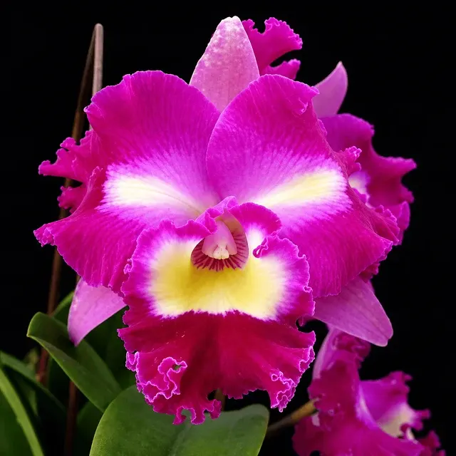 Rhyncholaeliocattleya Irma Selles 'Black Cat' (Rhyncholaeliocattleya)