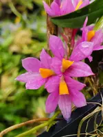 Dendrobium Hibiki