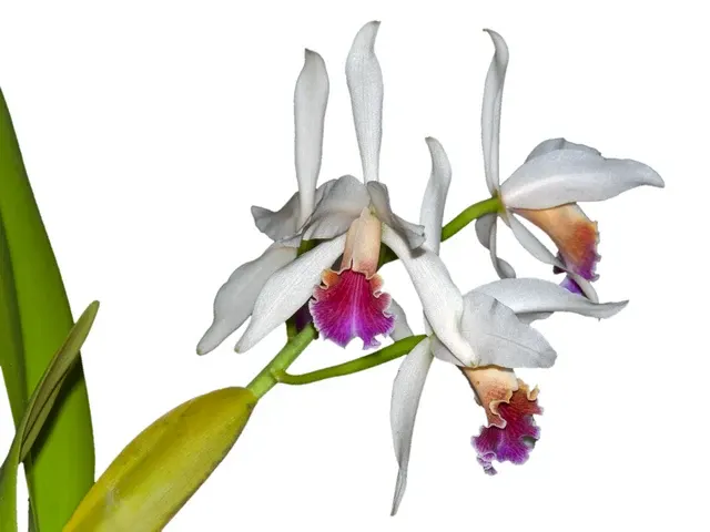 Cattleya Arcadio Arosemena (Cattleya)