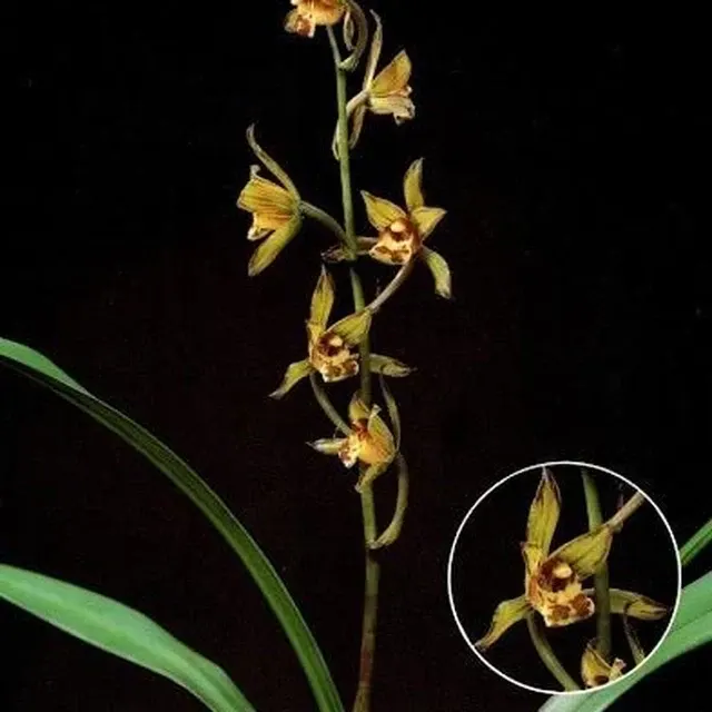 Cymbidium sinense 'Jin Niao'