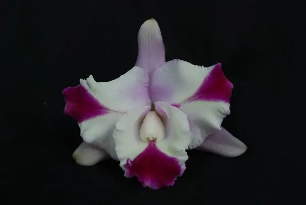 Laeliocattleya MARY'S SONG