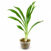 Fredclarkeara After Dark ‘SVO Black Pearl’ FCC/AOS