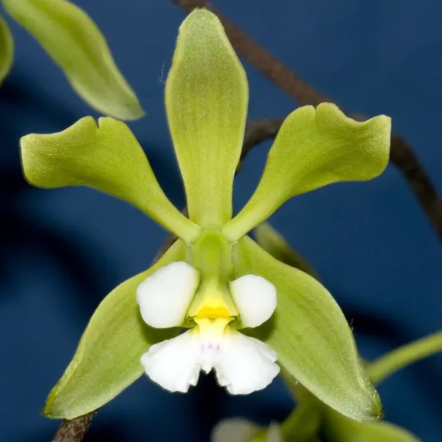 Encyclia alboxanthina (Encyclia)