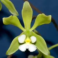 Encyclia alboxanthina
