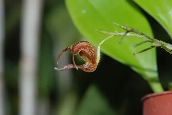 Scaphosepalum tiaratum (Scaphosepalum)