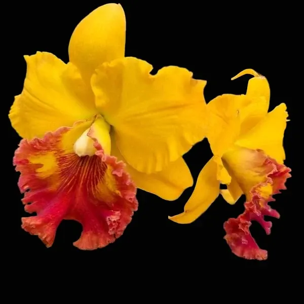 Rhyncholaeliocattleya Thongsupran Gold