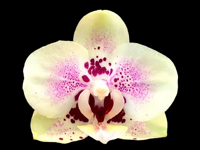 Phalaenopsis Sweet Lover