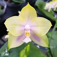 [Rooted][AS-IS] Phal. Mituo Prince 彌陀王子 [2.5" BS][July in Stock]