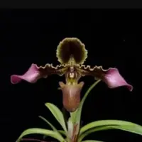 Paphiopedilum hirsitissimum var. esquirolei