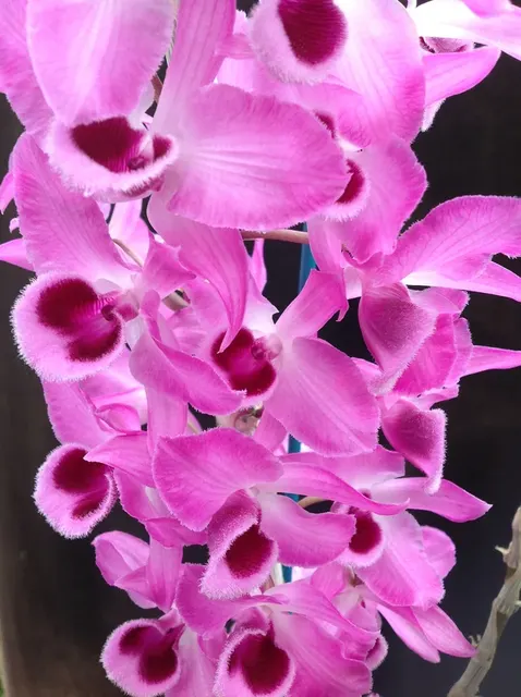 Dendrobium Adastra 'Nicky’s' (Dendrobium)