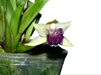 Warczewiczella palatina