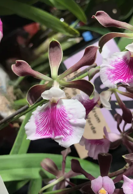 Encyclia cordigera 'semi alba'