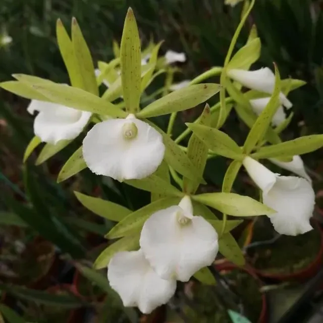 Brassocattleya Ploenpit Star (Brassocattleya)