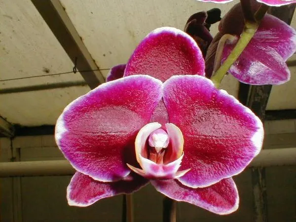 Phalaenopsis EVERSPRING PRINCE