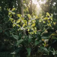 Dendrobium Gentting Royal