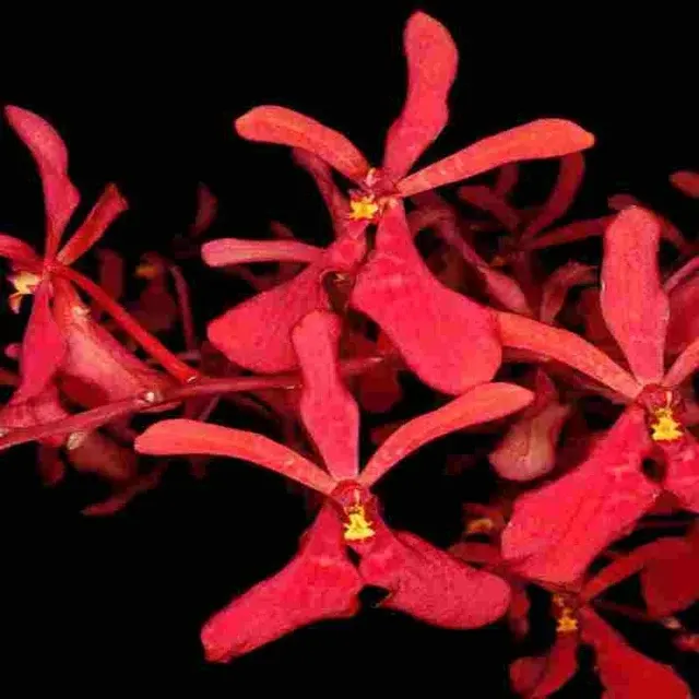 Renanthera philippinensis sp (Renanthera)