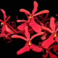 Renanthera philippinensis sp.