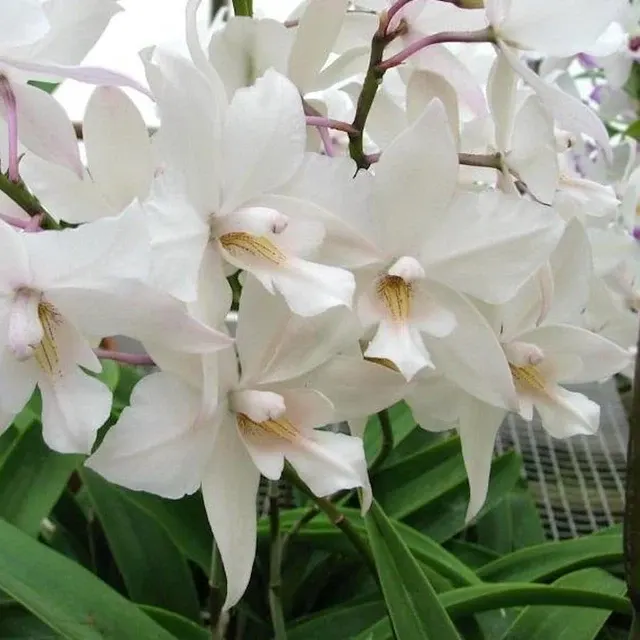 Caulaelia Snowflake