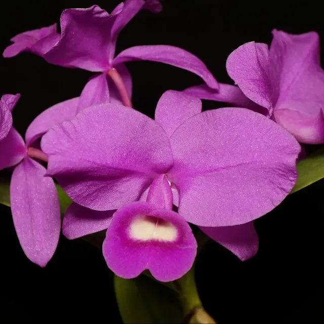 Guarianthe skinneri 'Heiti Jacobs'