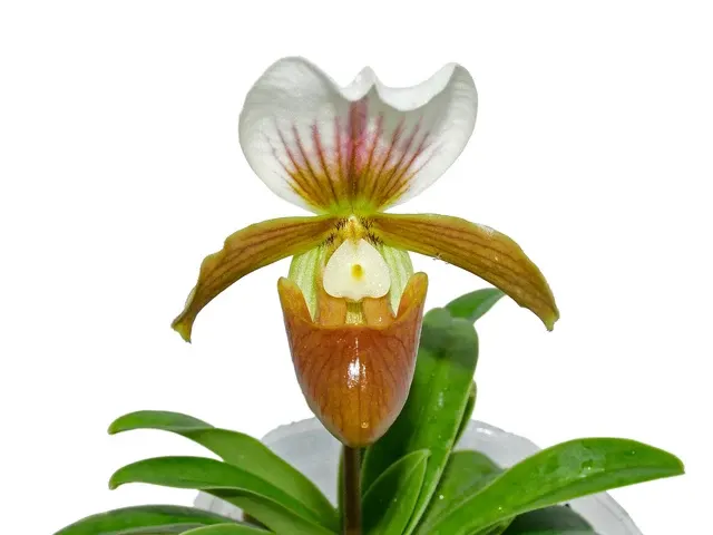 Paphiopedilum Little Trouble (Paphiopedilum)