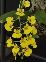 Oncidium ampliatum (Mounted)