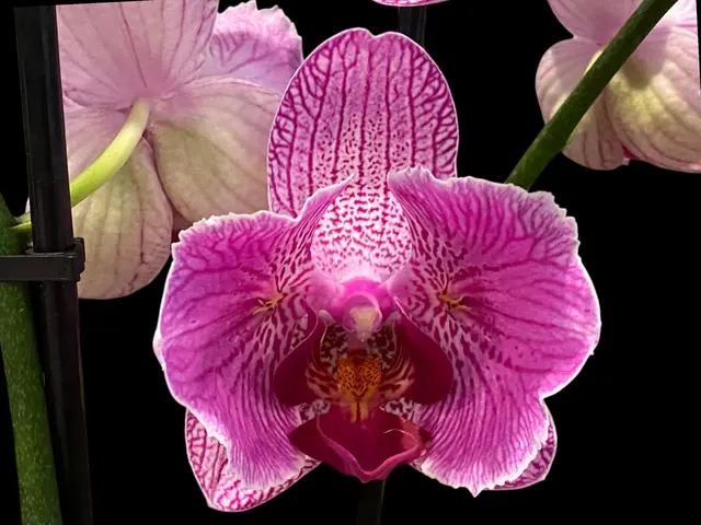 Phalaenopsis I-Hsin Spider-Man
