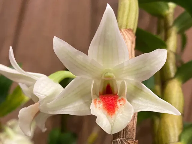 Dendrobium Frosty Dawn x Peng Seng
