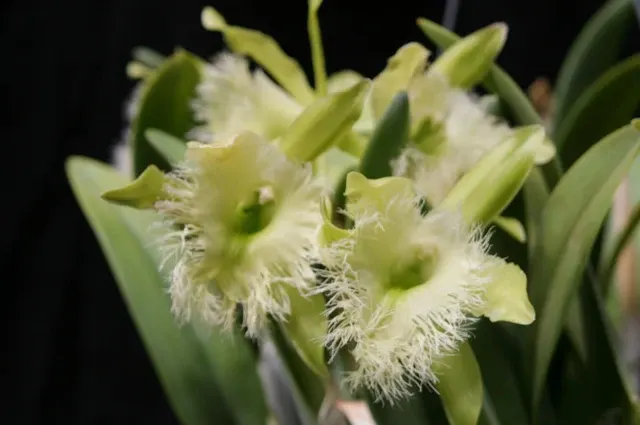 Brassavola digbyana 'Diena'
