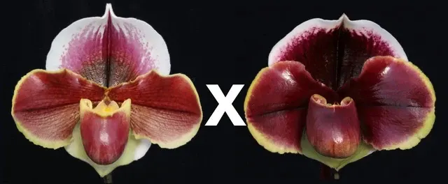 Paphiopedilum Horizon Flame ‘Red Dawn’ x Dark Fantasy ‘Double Eclipse’ (Paphiopedilum)