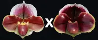 Paph Horizon Flame ‘Red Dawn’ x Dark Fantasy ‘Double Eclipse’