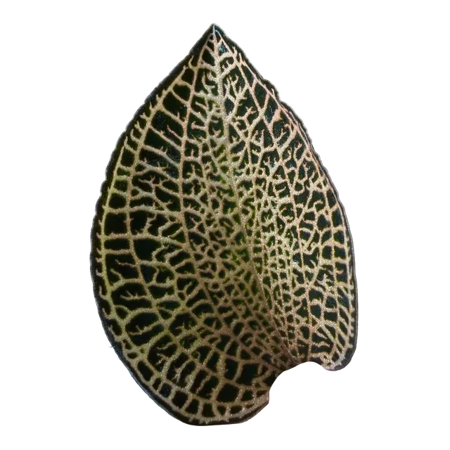 Anoectochilus roxburghii 'Gold Bar' (Anoectochilus)