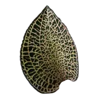 Anoectochilus roxburghii 'Gold Bar'