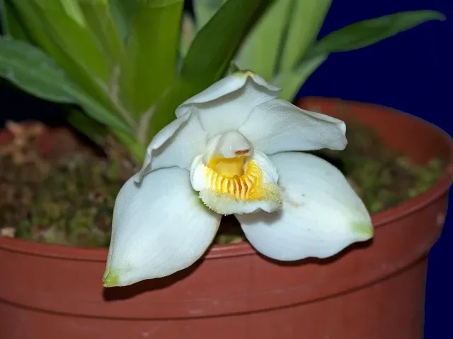 Pescatoria klabochorum f alba