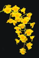 Dendrobium chrysotoxum