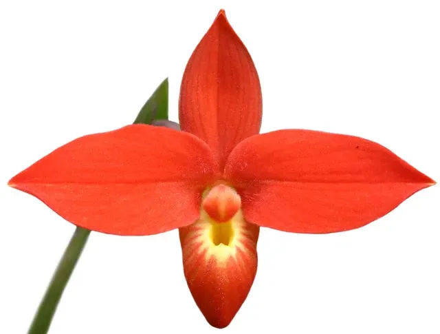 Phragmipedium besseae 'Chiguinda'