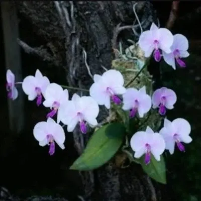 Phalaenopsis lowii sp (Phalaenopsis)