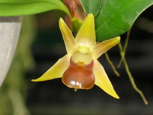 Epigeneium nakaharaei (Epigeneium)