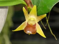 Epigeneium nakaharaei