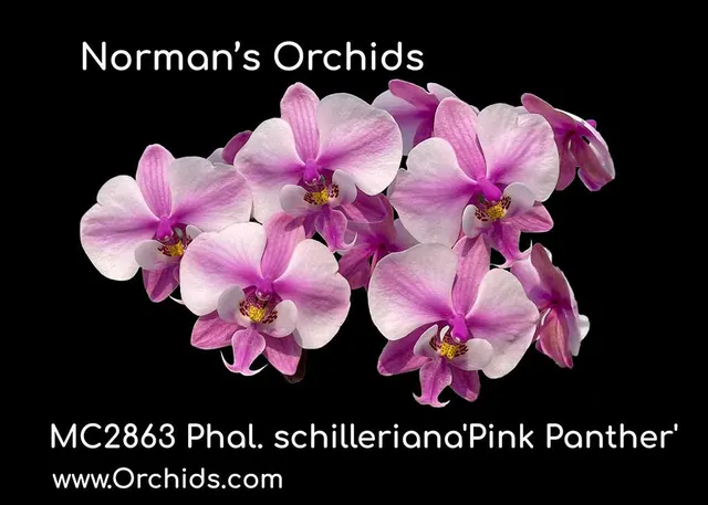 Phalaenopsis schilleriana 'Pink Panther , Note : First Release , Stem Prop' (Phalaenopsis)
