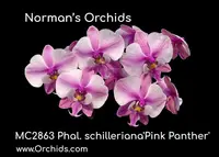 Phal schilleriana 'Pink Panther , Note : First Release , Stem Prop '